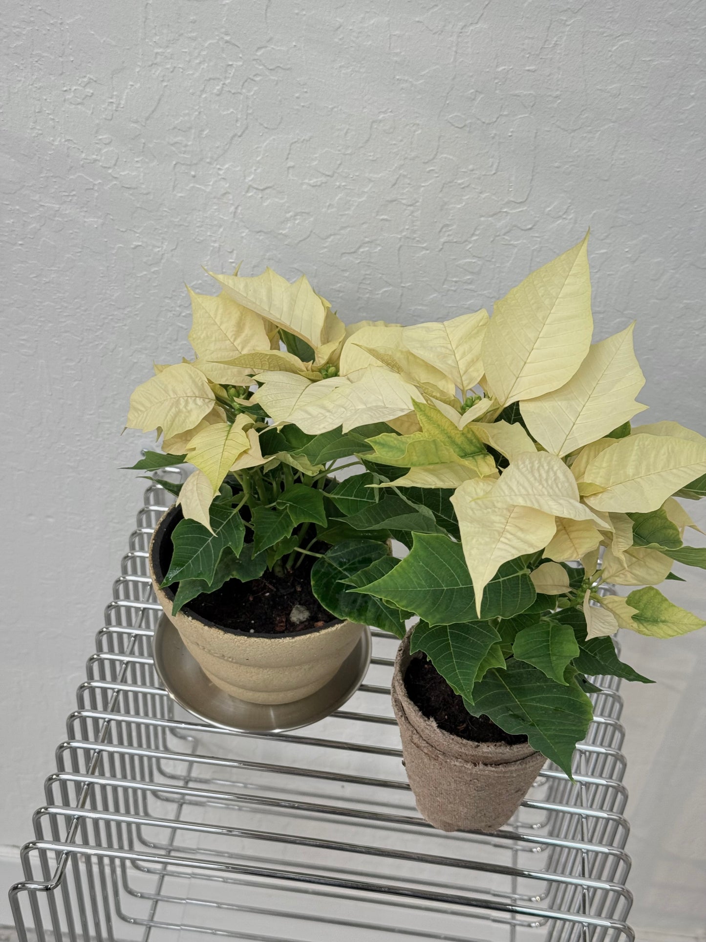 Poinsettia