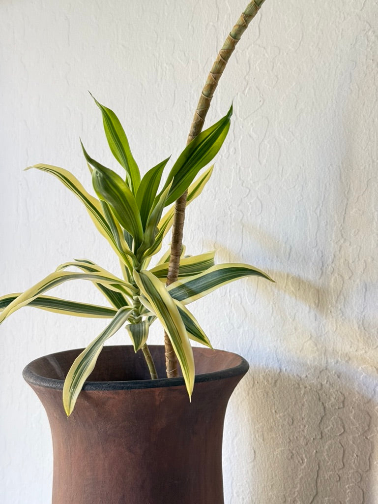 Song of India Dracaena in Antique Vase