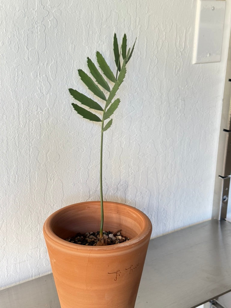 Black Mountain Cycad in Ti Tree Classic pot -  rare found