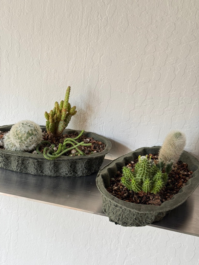 Desert Oasis in Paper Planter