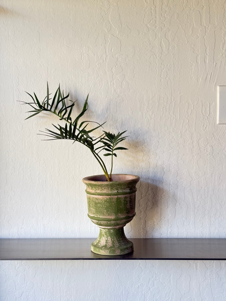 Longifolius Joubertina Blue Cycad - rare found