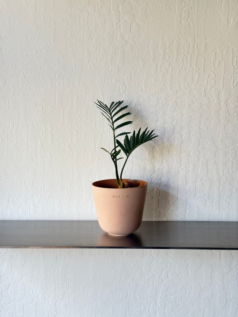 Encephalartos Horridus Cycad Seedling in Oasien Saguaro pot- Rare found