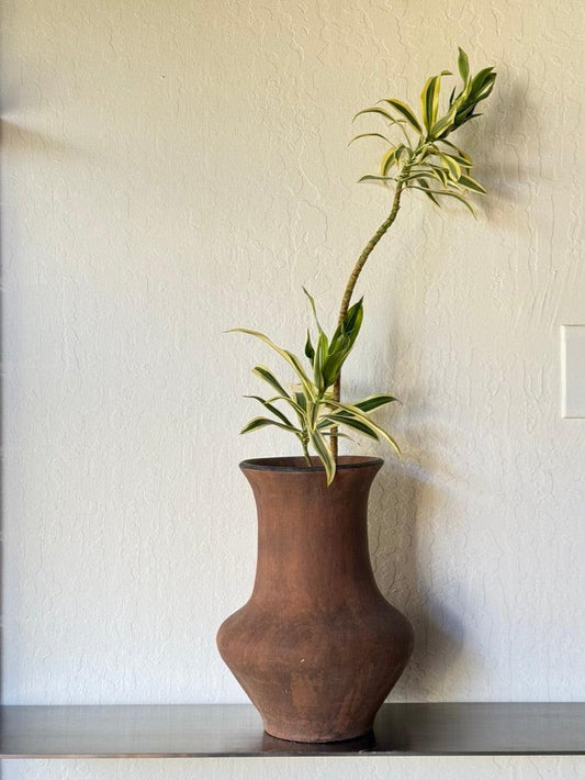 Song of India Dracaena in Antique Vase