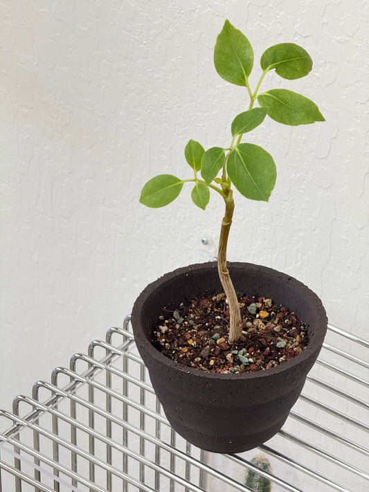 Small tree in HQM cloud pot