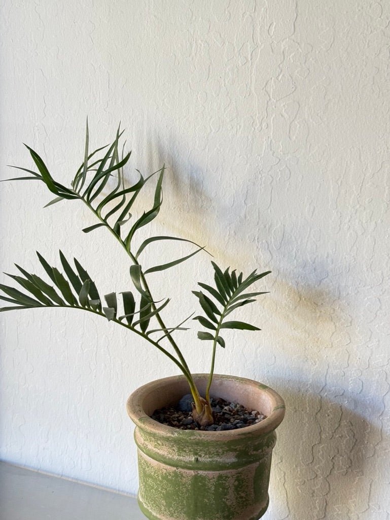 Longifolius Joubertina Blue Cycad - rare found