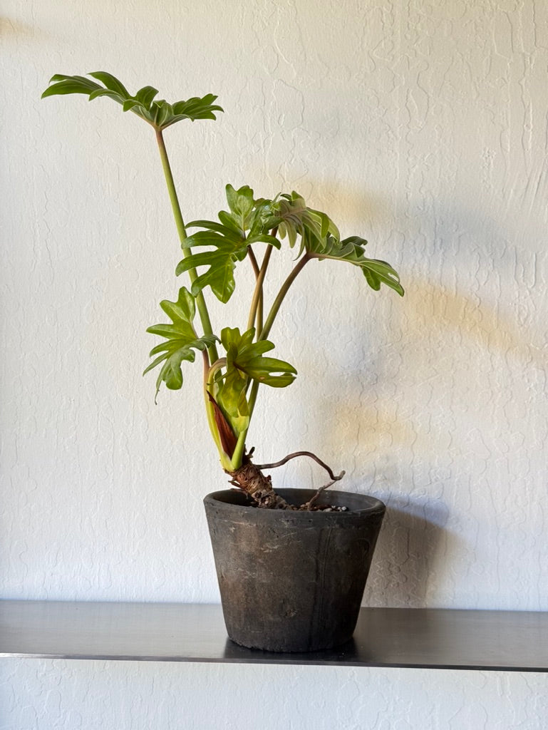 Philodendron Selloum in Rustic Planter