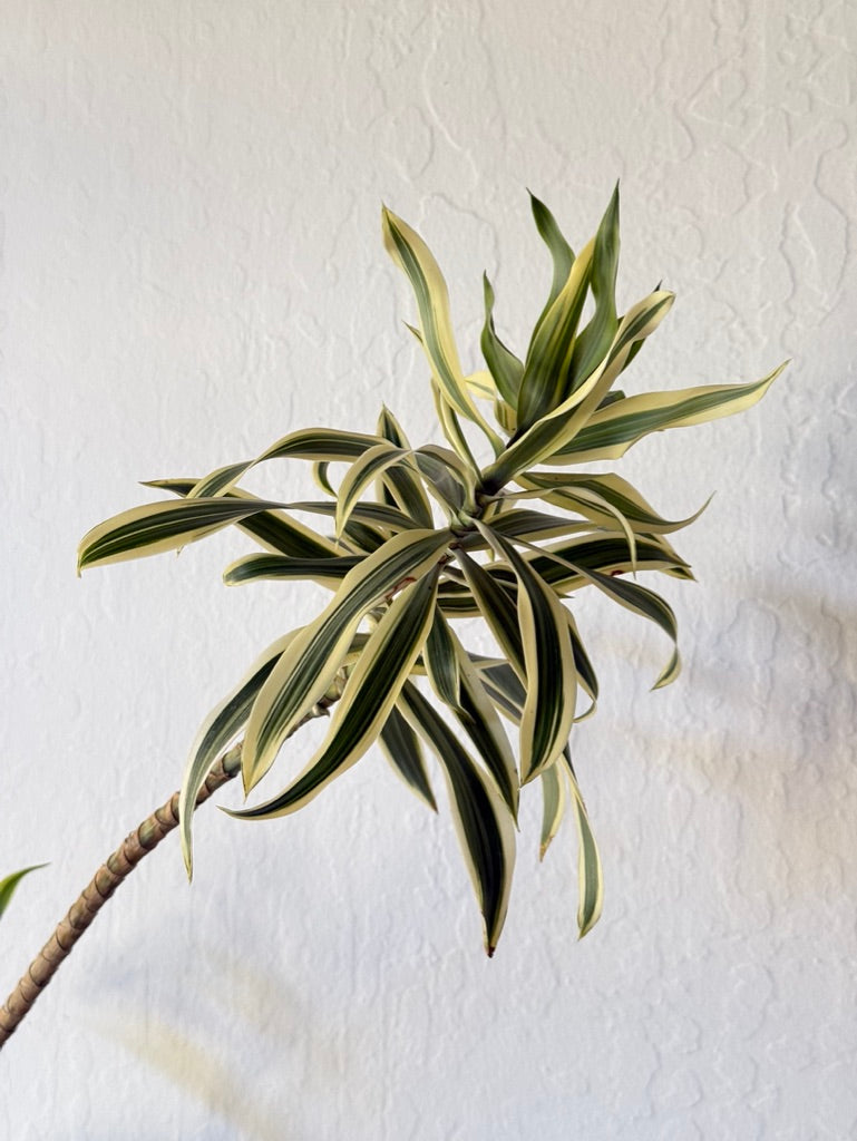 Song of India Dracaena in Charcoal