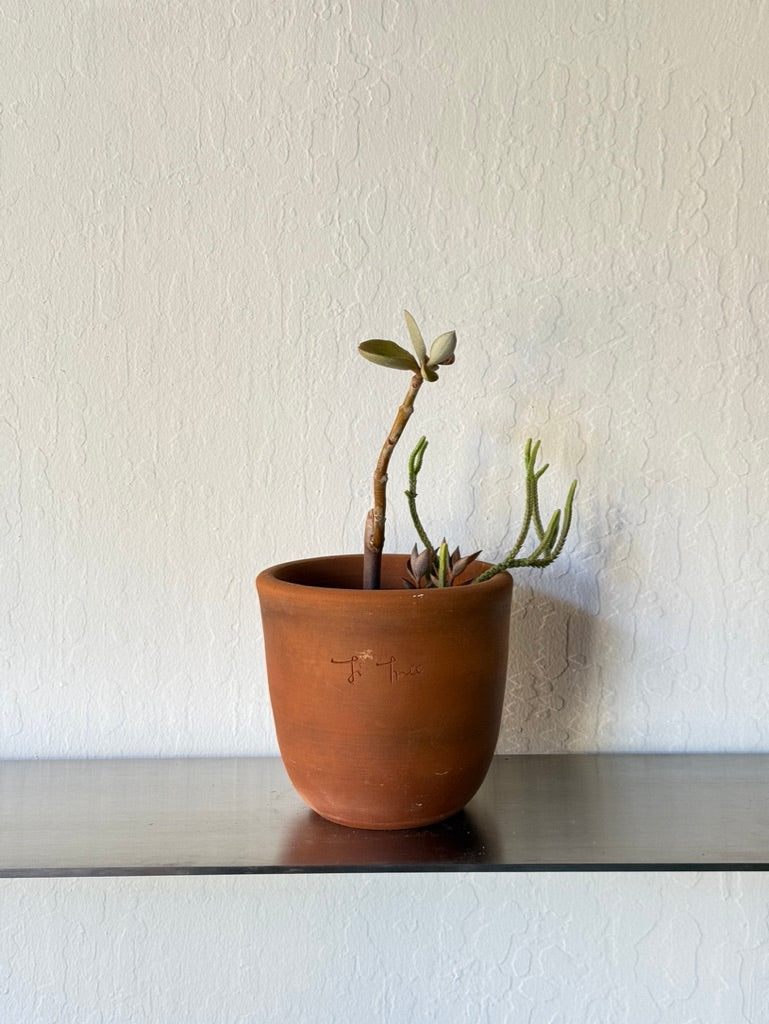 Copper Spoons & Senecio Succulent Mix