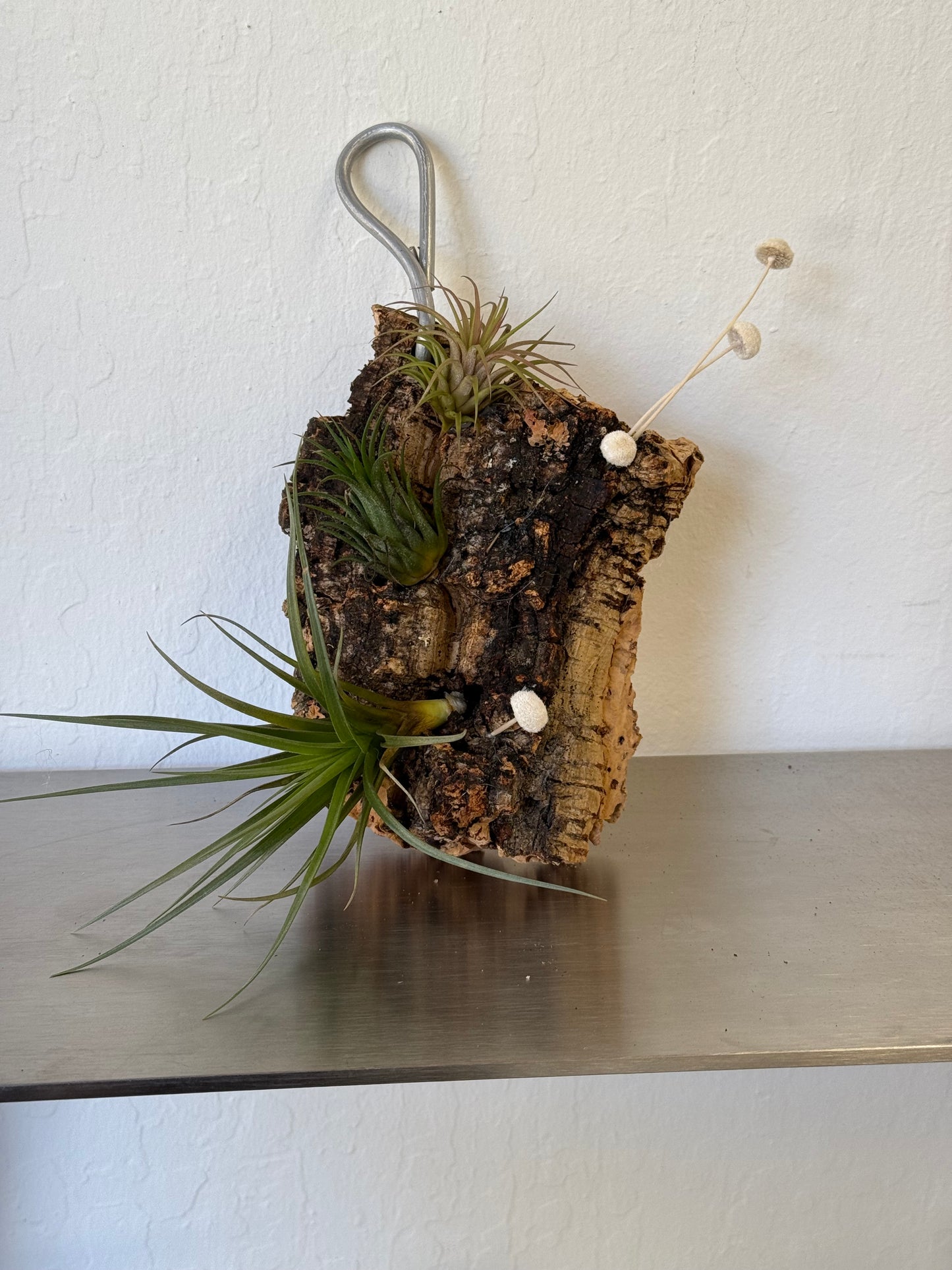 Air plants board - low maintain