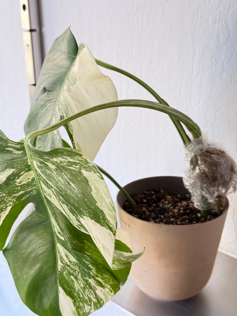 Monstera Albo