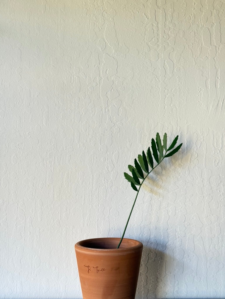 Black Mountain Cycad in Ti Tree Classic pot -  rare found