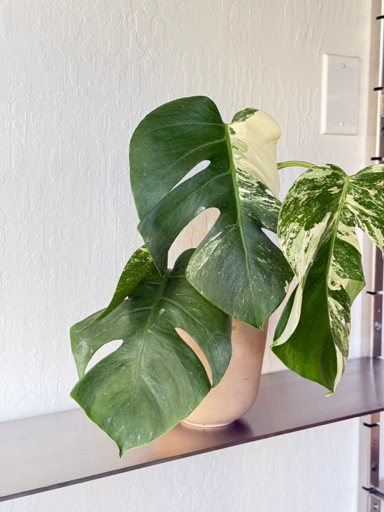 Monstera Albo