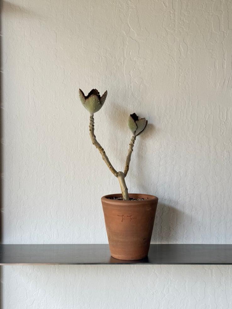 Velvet Elephant Ear Kalanchoe in Ti Tree terracotta planter