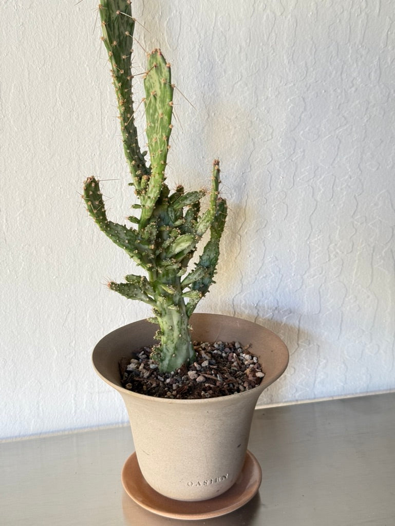 Variegated Opuntia Monacantha in Poppy Pot