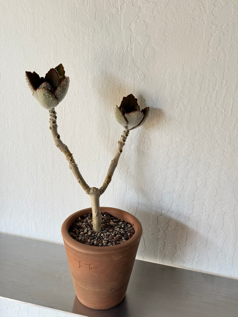 Velvet Elephant Ear Kalanchoe in Ti Tree terracotta planter