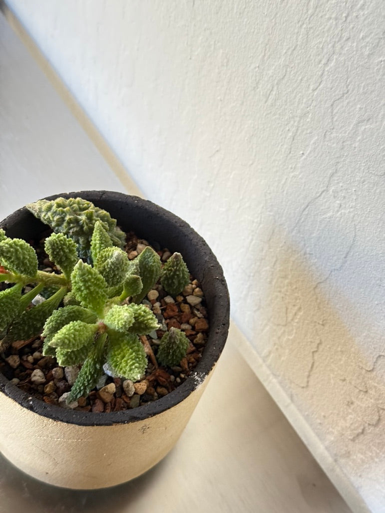 Adromischus Herrei in Lighthouse - rare found succulent