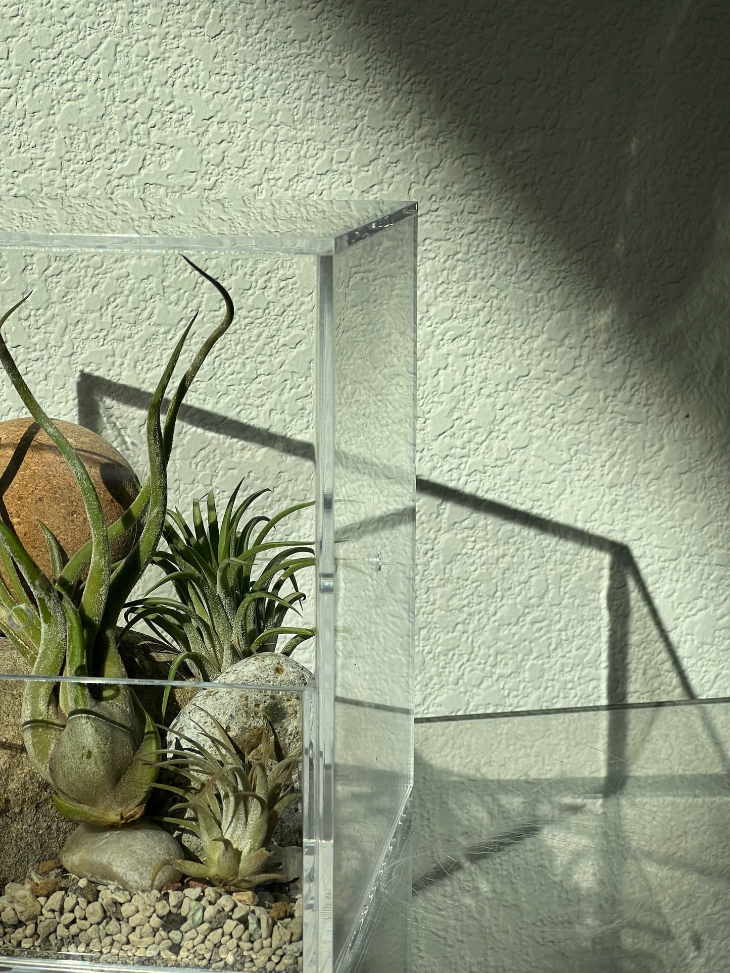 Enclosure Airplants Terrarium - Acrylic box & low maintain