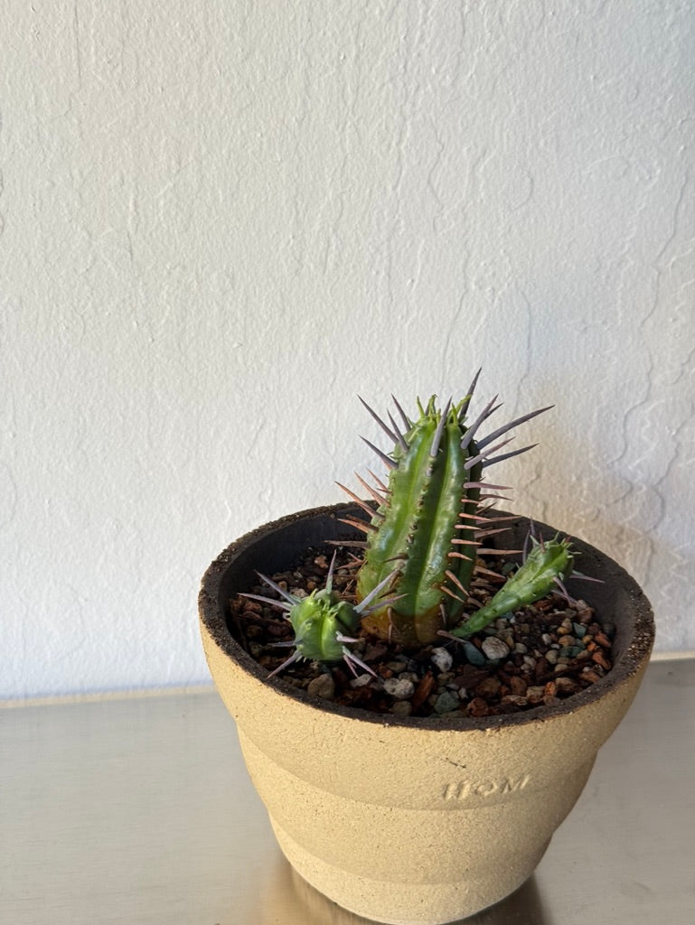 Euphorbia enopla in Clouds Pot - rare found