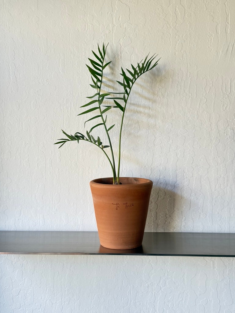 Longifolius Joubertina Blue Cycad in Ti Tree pot - rare found