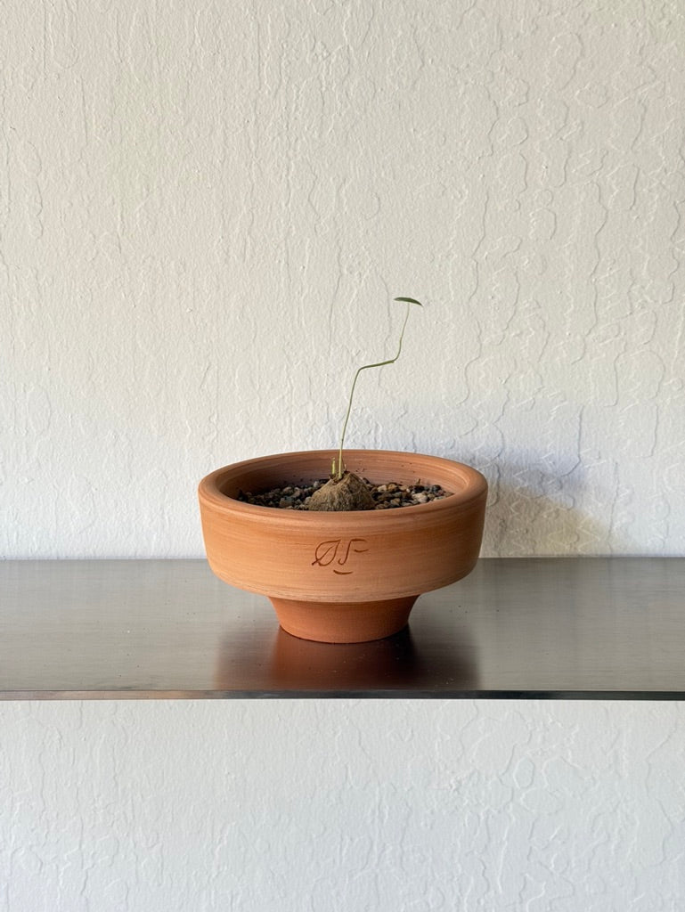 Stephania Erecta in Ti Tree Bowl