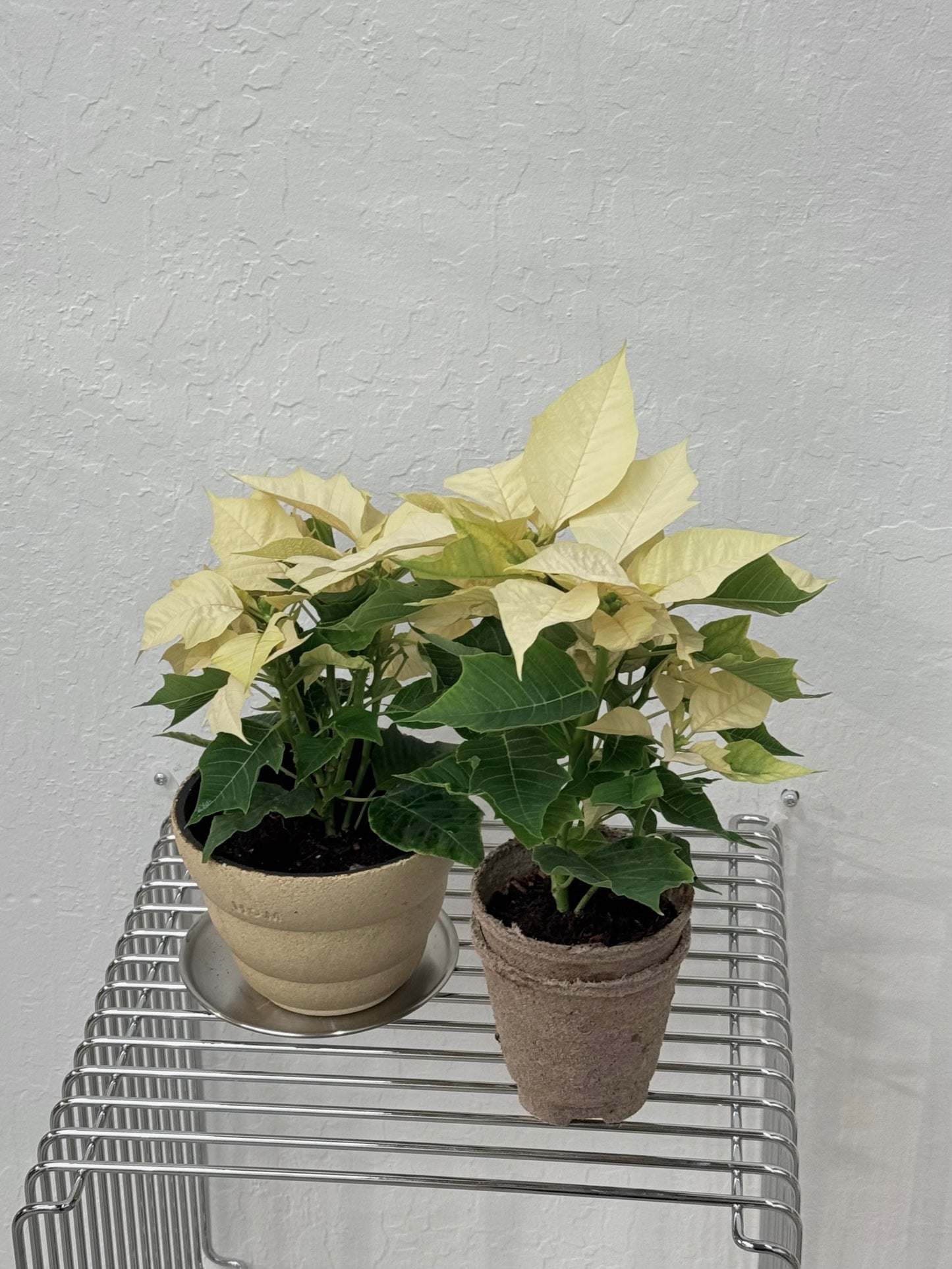 Poinsettia