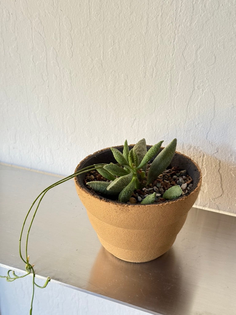 Adromischus Herrei in Clouds Pot - rare found succulent