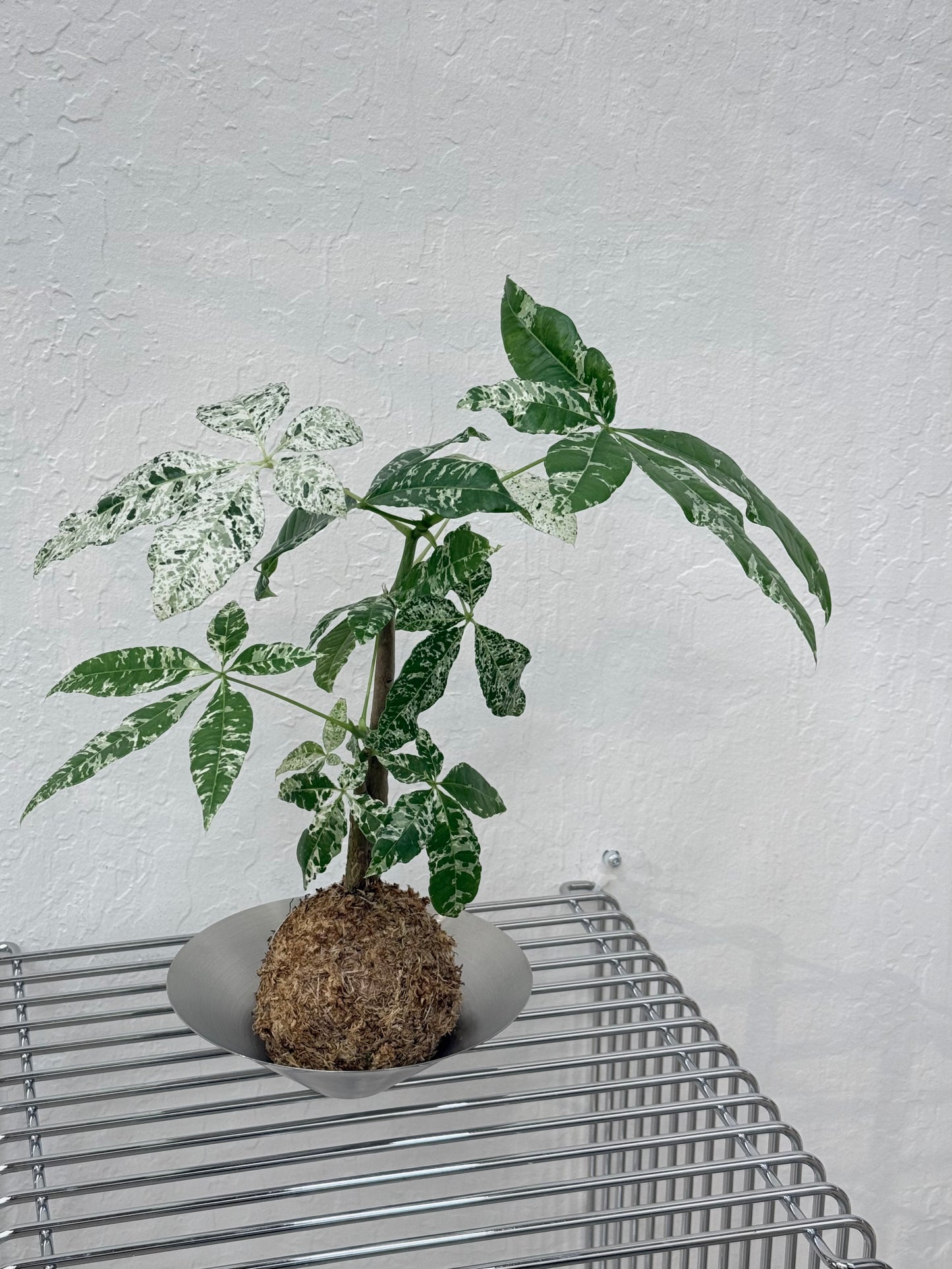 Kokedama Variegated Money Tree Pachira Albo - Rare Found