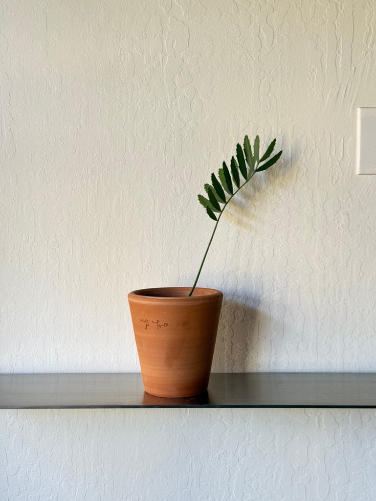 Black Mountain Cycad in Ti Tree Classic pot -  rare found