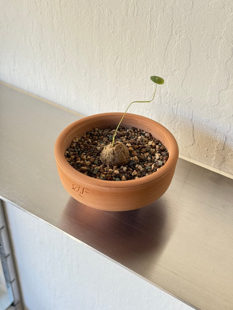 Stephania Erecta in Ti Tree Bowl