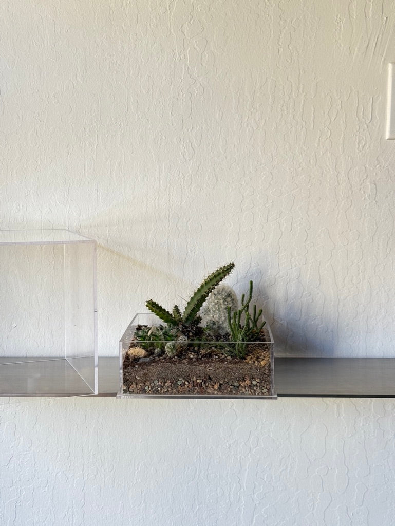 Desert Oasis in Paper Planter