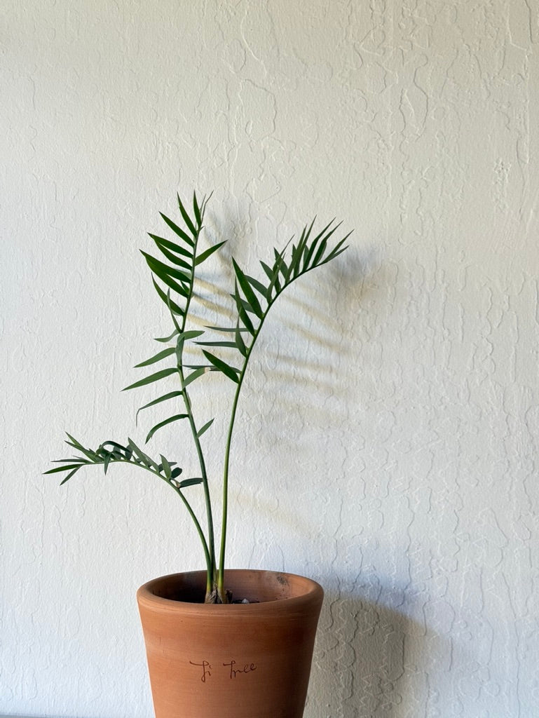 Longifolius Joubertina Blue Cycad in Ti Tree pot - rare found