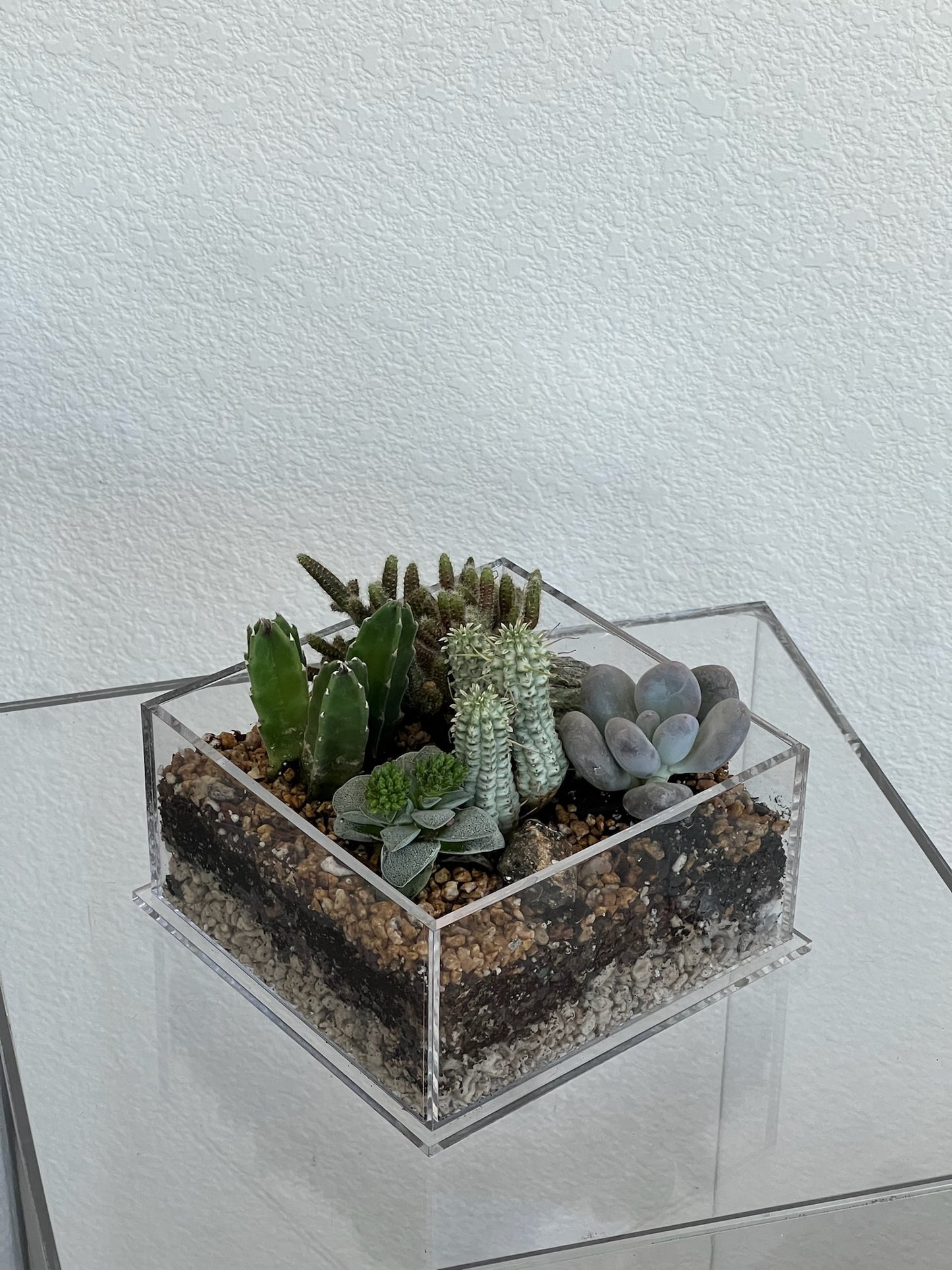 Desert Enclosure Cactus Terrarium - Acrylic box & low maintain