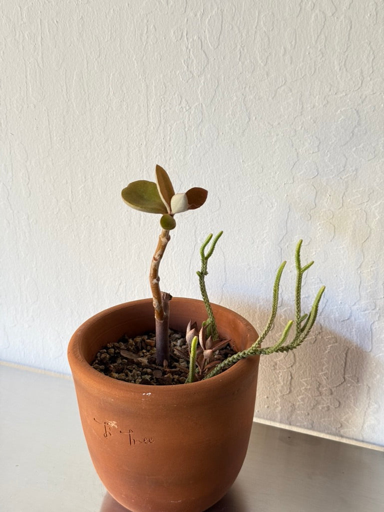 Copper Spoons & Senecio Succulent Mix