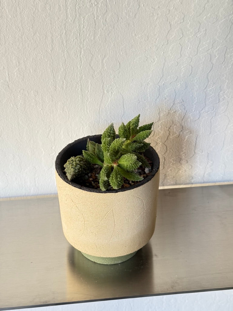 Adromischus Herrei in Lighthouse - rare found succulent