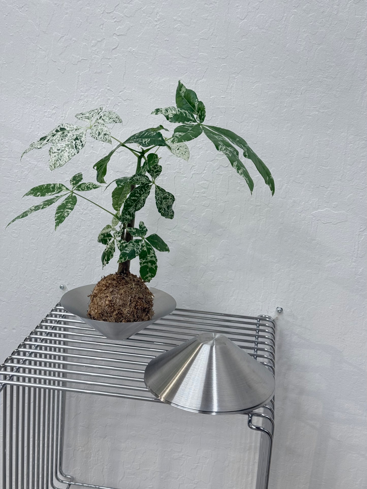 Kokedama Variegated Money Tree Pachira Albo - Rare Found