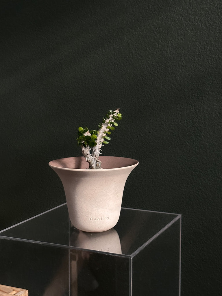 Alluaudia Procera in Poppy pot