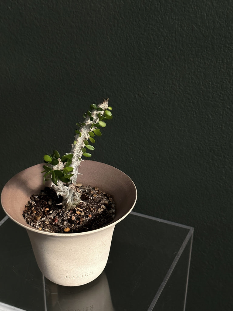 Alluaudia Procera in Poppy pot