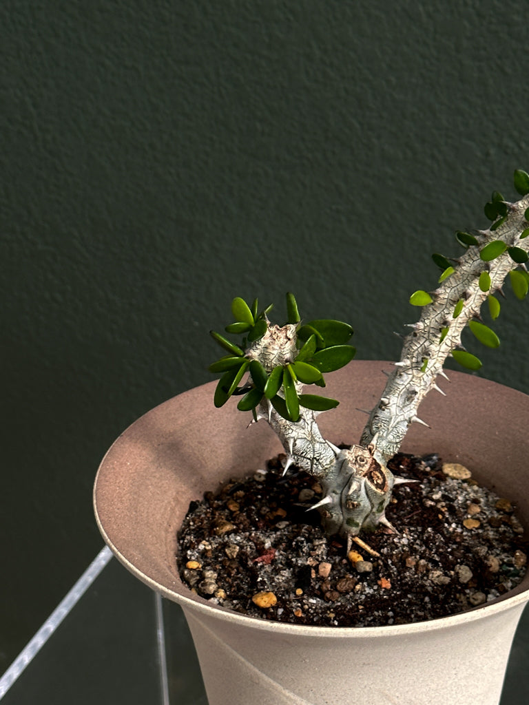 Alluaudia Procera in Poppy pot