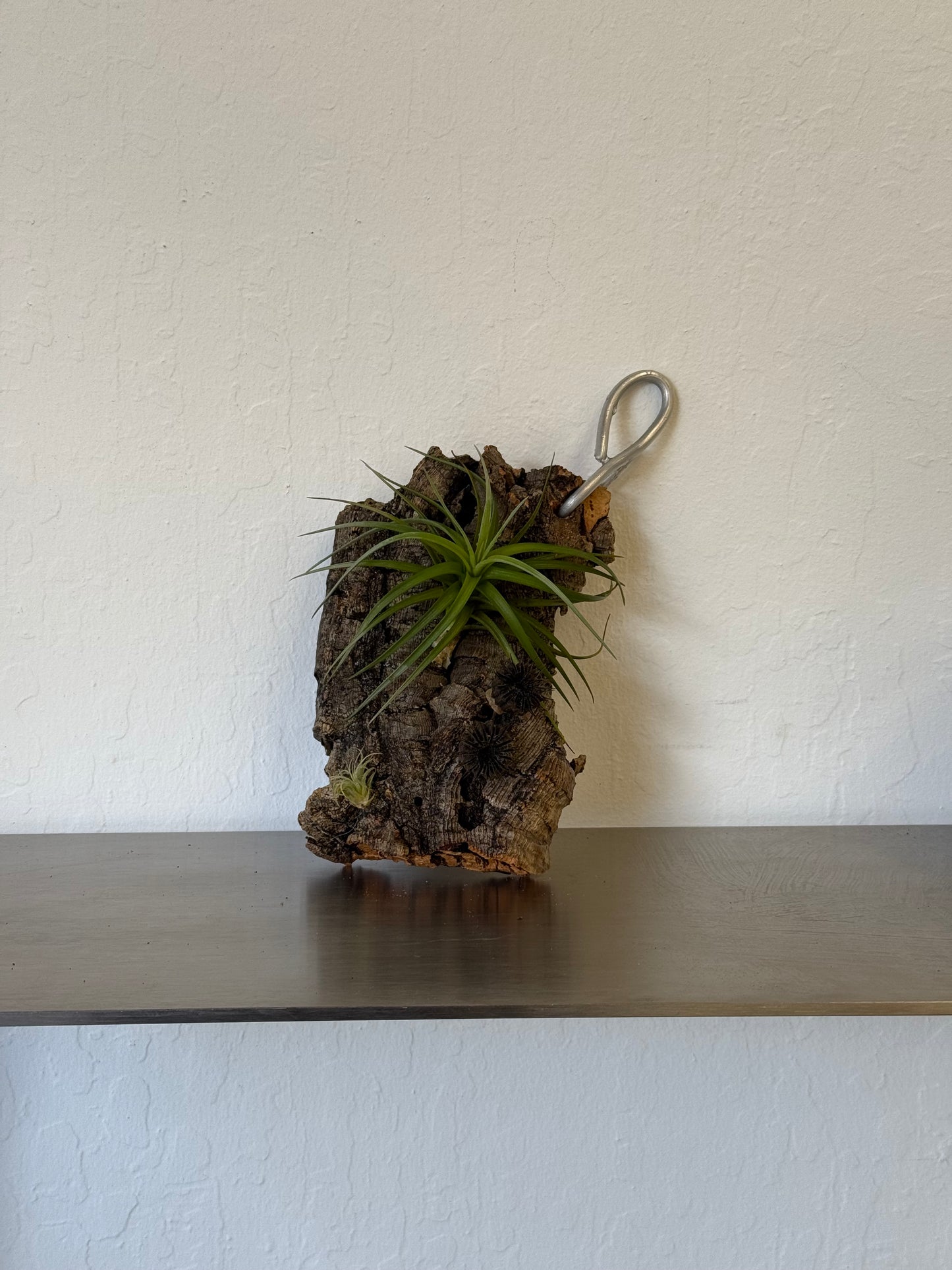 Air plants board - low maintain