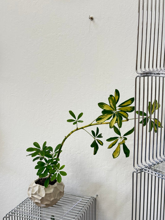 Schefflera Arboricola Variegata in vanilla pot