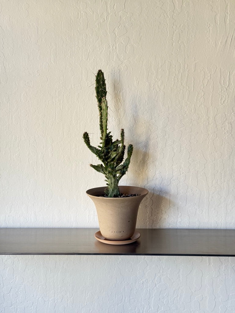 Variegated Opuntia Monacantha in Poppy Pot