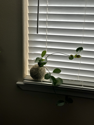 Hoya kokedama inspired