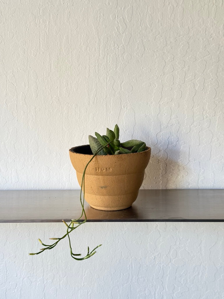 Adromischus Herrei in Clouds Pot - rare found succulent