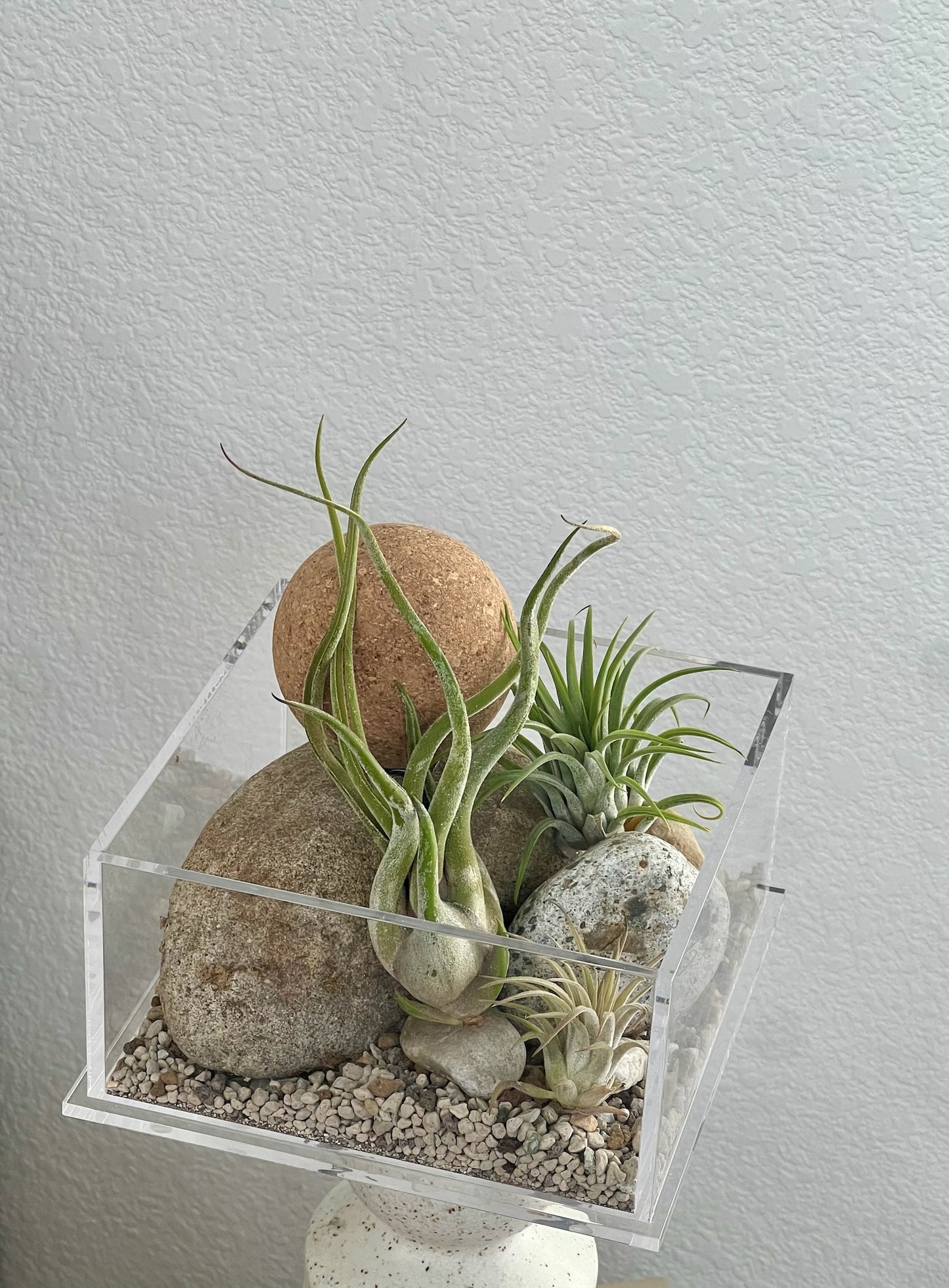 Enclosure Airplants Terrarium - Acrylic box & low maintain