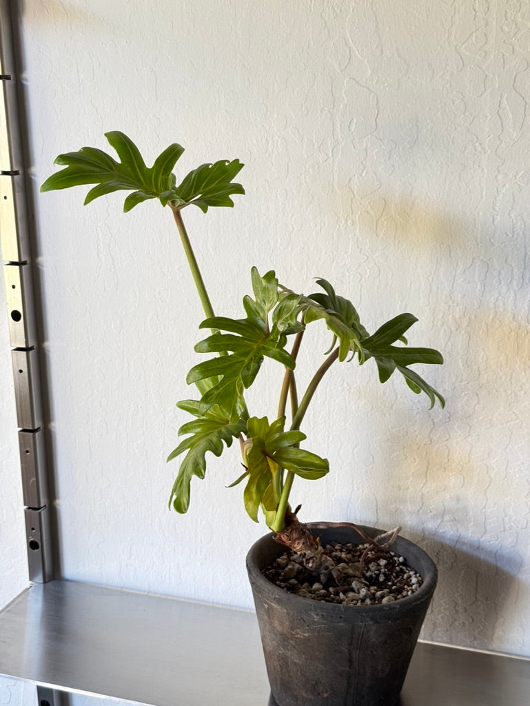 Philodendron Selloum in Rustic Planter