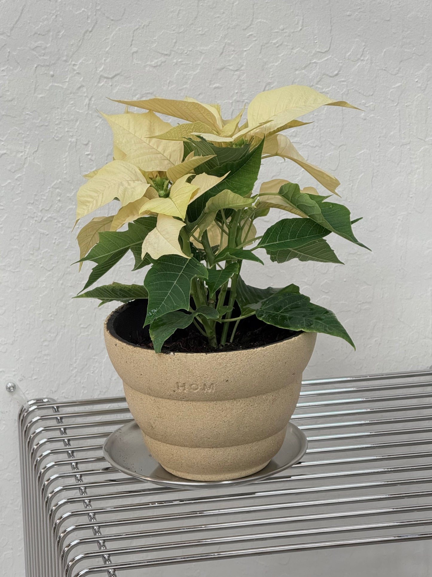 Poinsettia