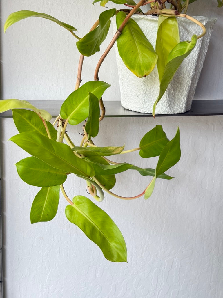 Philodendron Lemon Lime