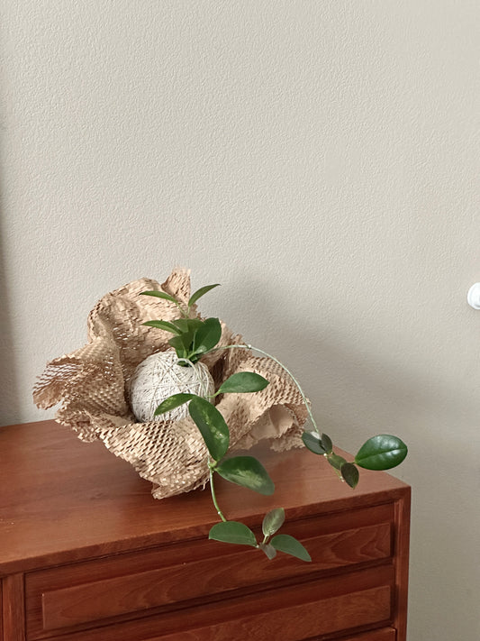 Hoya kokedama inspired