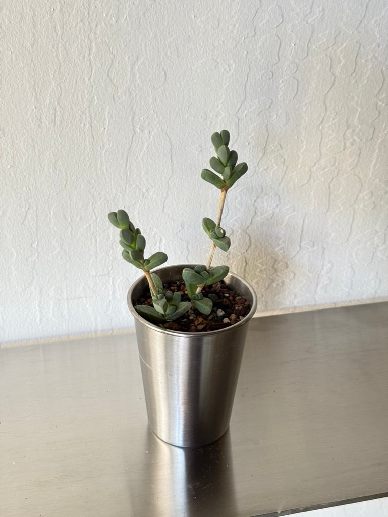 Baby’s Necklace Succulent in Stainless Steel Cup