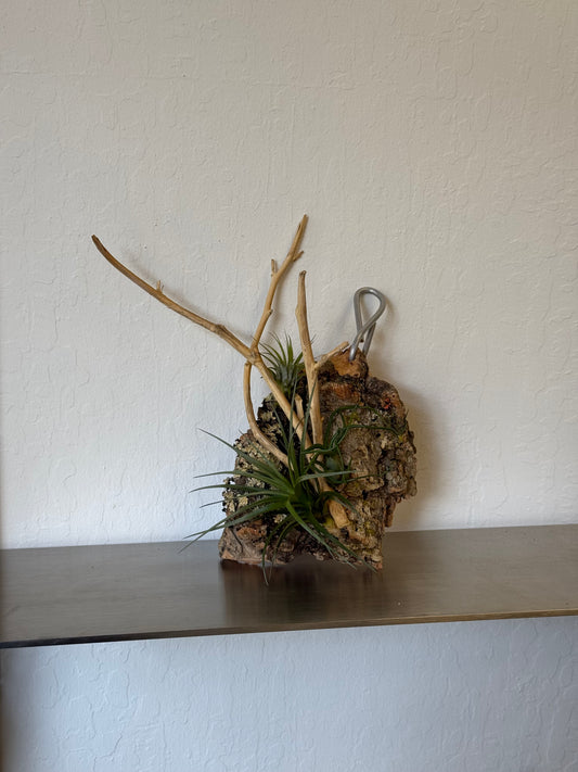 Air plants board - low maintain